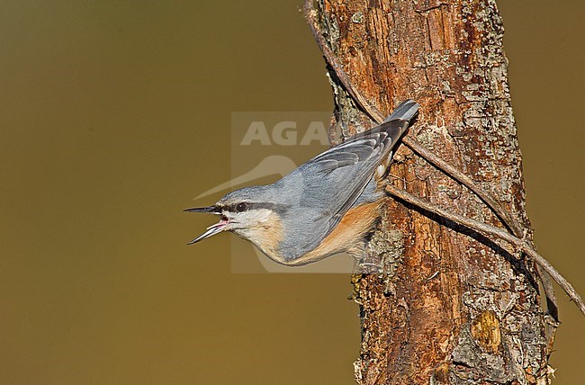 European Nuthatch (Sitta europaea) stock-image by Agami/Alain Ghignone,