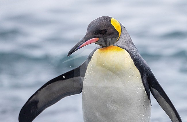 Closeup of an adult King Penguin (Aptenodytes patagonicus halli) merging from the sea on Macquarie Island, subantarctic Australia. stock-image by Agami/Marc Guyt,