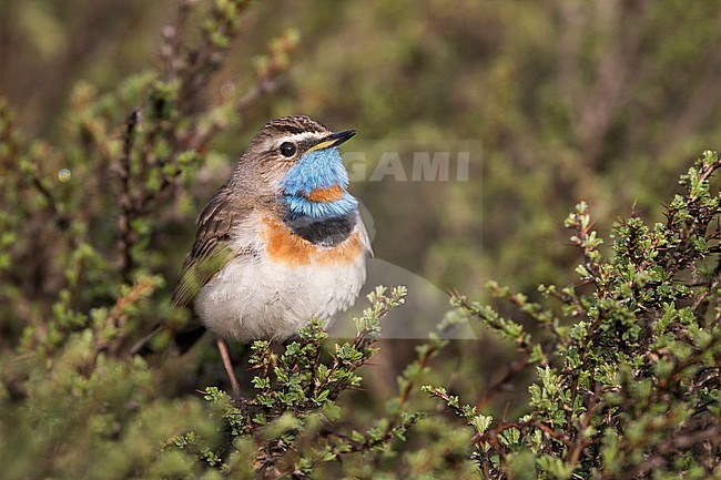 Bluethroat - Blaukehlchen - Cyanecula svecica ssp. saturatior, Kyrgyzstan, adult male stock-image by Agami/Ralph Martin,