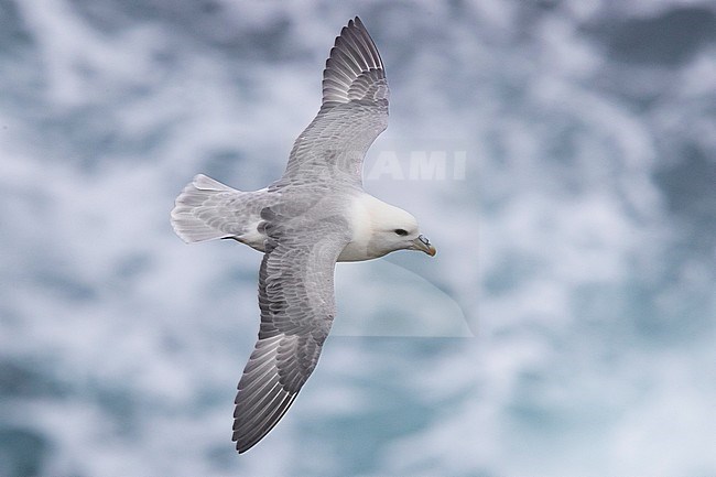 Northern Fulmar (Fulmarus glacialis auduboni), adult in flight stock-image by Agami/Saverio Gatto,