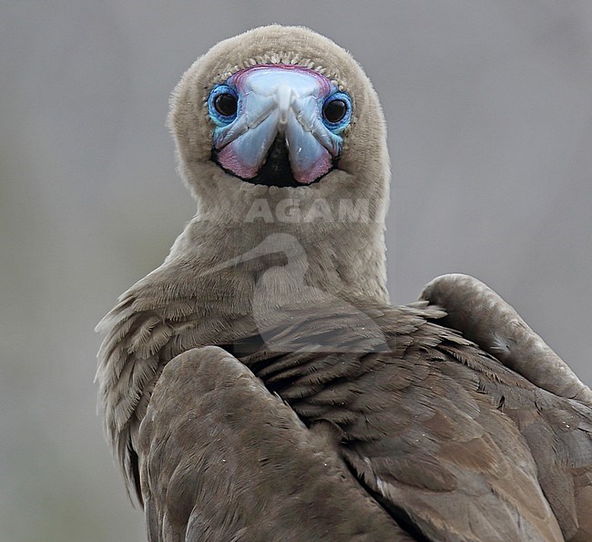 Closeup of a Red-footed Booby (Sula sula websteri) on the Galapagos islands, Ecuador. Staring in the camera. stock-image by Agami/Dani Lopez-Velasco,