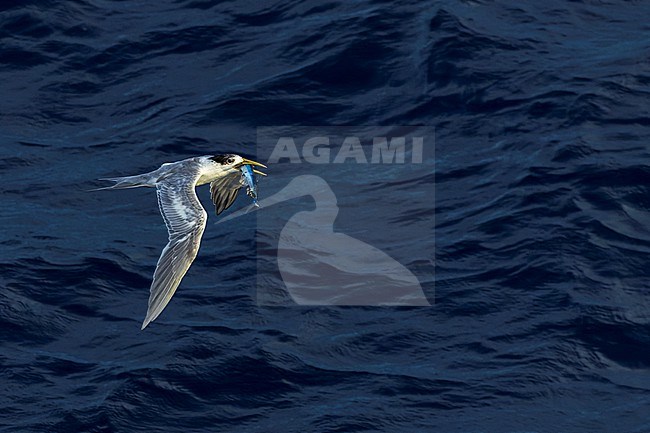 Immature Great Crested Tern (Thalasseus bergii cristatus) at sea in the Pacific Ocean, around the Solomon Islands. With fish in its beak. stock-image by Agami/Marc Guyt,