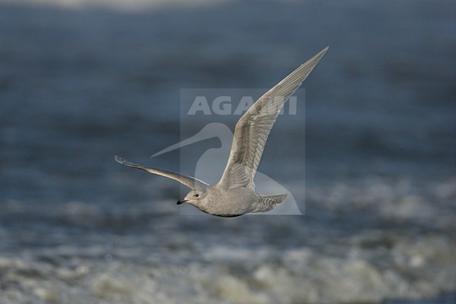 Iceland Gull immature flying, Kleine Burgemeester onvolwassen vliegend stock-image by Agami/Menno van Duijn,