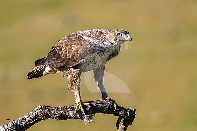 Adult Bonelli's eagle (Aquila fasciata) in Cordoba, Spain. Perched on a large branch against a yellow-green colored background. stock-image by Agami/Oscar Díez,
