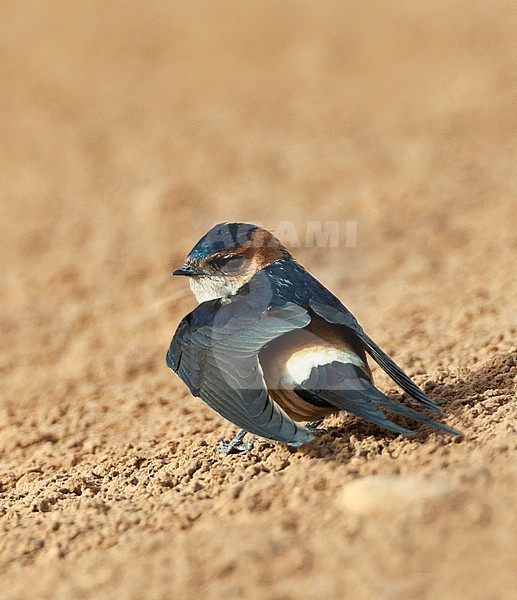 Adult Red-rumped Swallow (Cecropis rufula) in Israel stock-image by Agami/Marc Guyt,