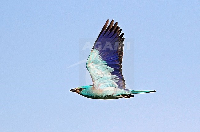 Adult European Roller (Coracias garrulus) in flight during spring in Spain. Showing under wing. stock-image by Agami/Dani Lopez-Velasco,