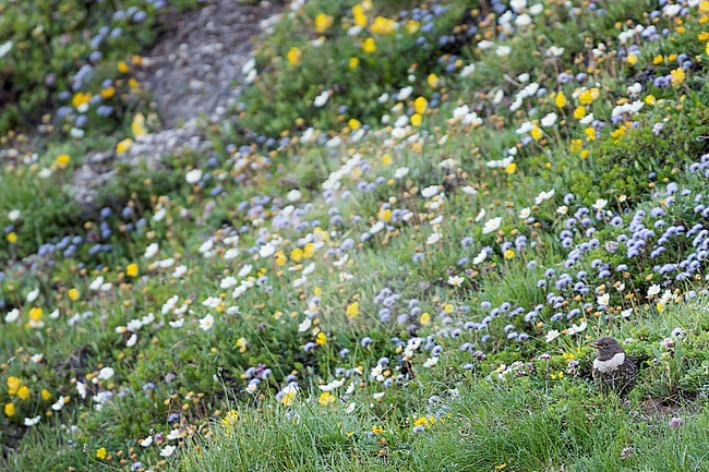 Ring Ouzel - Ringdrossel - Turdus torquatus ssp. alpestris, Switzerland, adult female stock-image by Agami/Ralph Martin,