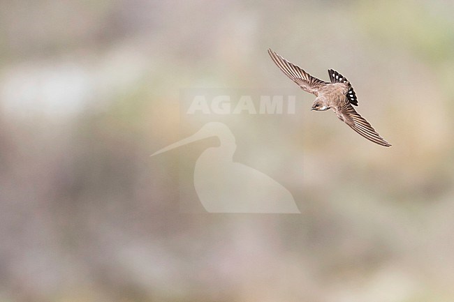 Crag Martin (Ptyonoprogne rupestris) in Tajikistan, adult bird in flight, seen from above. stock-image by Agami/Ralph Martin,