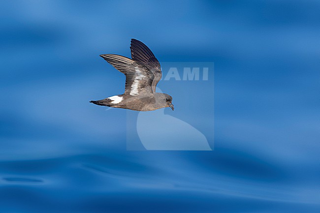 Mediterranean Storm-Petrel (Hydrobates pelagicus melitensis) flying off l'Ametlla de Mar, Spain. stock-image by Agami/Vincent Legrand,