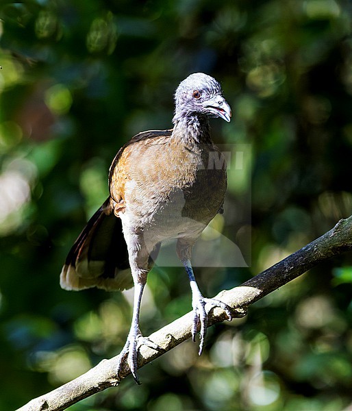 Grey-headed Chachalaca (Ortalis cinereiceps) perched in a tree stock-image by Agami/Roy de Haas,