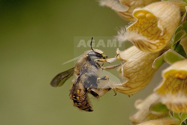 Grote Wolbij, Wool Carder Bee, Anthidium manicatum stock-image by Agami/Wil Leurs,