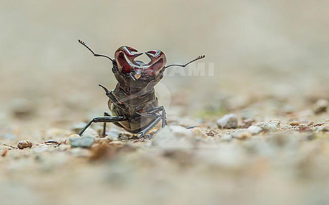 Stag beetle (Lucanus cervus) on the road, seen from the front stock-image by Agami/Lennart Verheuvel,