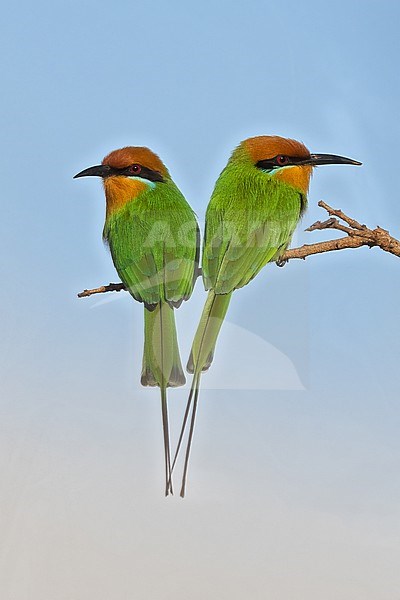 Böhm's bee-eater (Merops boehmi) perched on a branch in Tanzania. stock-image by Agami/Dubi Shapiro,
