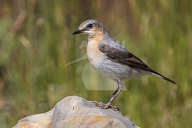 Tapuit; Northern Wheatear; Oenanthe oenanthe stock-image by Agami/Daniele Occhiato,