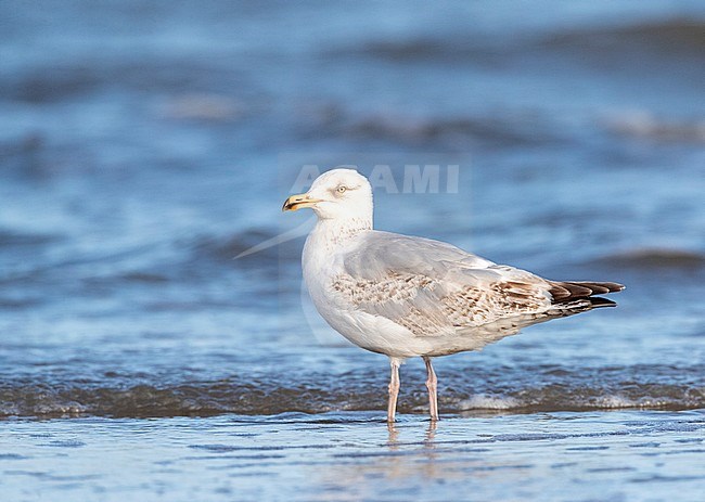 Second summer European Herring Gull (Larus argentatus) standing on the beach of Katwijk in the Netherlands, during early summer. stock-image by Agami/Marc Guyt,