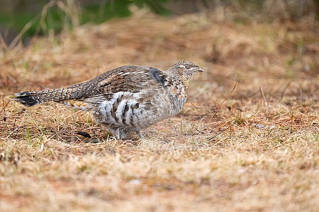Adult male
Mackinac Co., MI
April 2025 stock-image by Agami/Brian E Small,