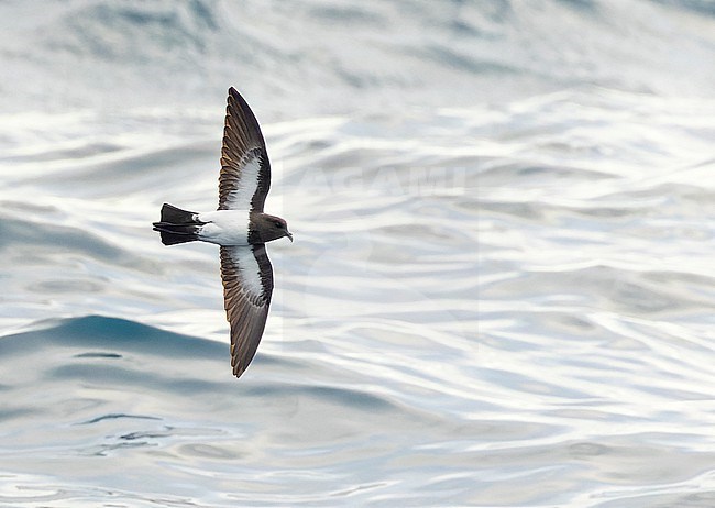 Gough Black-bellied Storm-Petrel (Fregetta tropica melanoleuca) in the Southern Atlantic Ocean, around the Tristan da Cunha and Gough islands. Also called White-bellied Black-bellied Storm Petrel. stock-image by Agami/Martijn Verdoes,