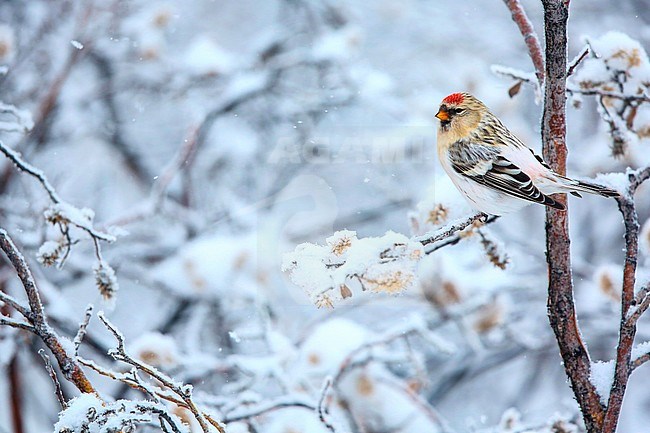 Groenlandse witstuitbarmsijs; Hornemann’s Arctic Redpol stock-image by Agami/Chris van Rijswijk,