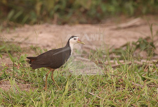 White-breasted Waterhen (Amaurornis phoenicurus) in wetlands in Thailand stock-image by Agami/Helge Sorensen,
