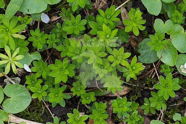 Woodruff leaves stock-image by Agami/Wil Leurs,