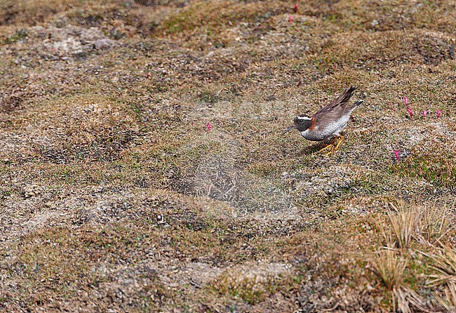 Adult Diademed sandpiper-plover (Phegornis mitchellii) in high Andes of central Peru. stock-image by Agami/Marc Guyt,