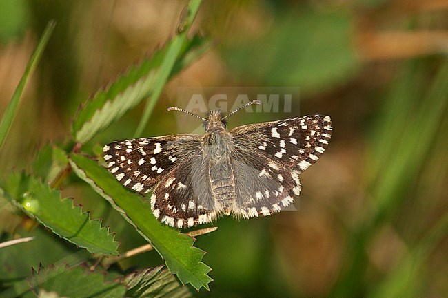Female Grizzled Skippe stock-image by Agami/Wil Leurs,