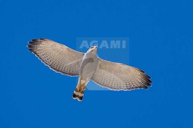 Adult
Pima Co., AZ
April 2024 stock-image by Agami/Brian E Small,