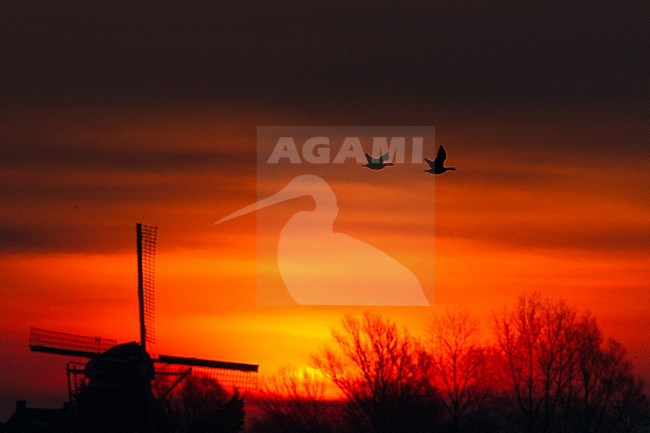 Barnacle Geese in flight over a Dutch windmill at sunrise in Prunjepolder, Zeeland, Netherlands. stock-image by Agami/Menno van Duijn,