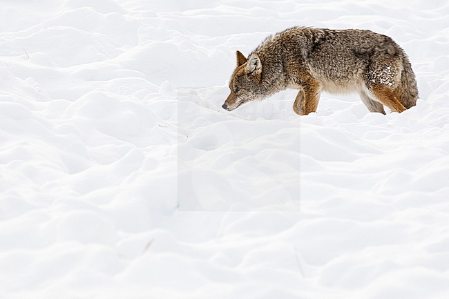Prairiewolf staand in sneeuw; Coyote standing in snow stock-image by Agami/Caroline Piek,