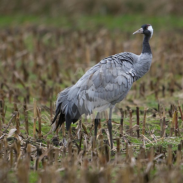 Kraanvogel staand in veld; Common Crane standing in field stock-image by Agami/Han Bouwmeester,