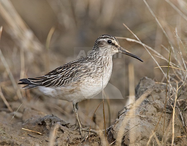Broad-billed Sandpiper adult on breeding ground; Breedbekstrandloper volwassen in broedgebied stock-image by Agami/Jari Peltomäki,