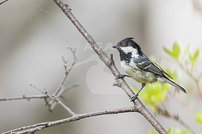 Coal Tit - Tannenmeise - Periparus ater ater, Russia (Baikal), adult stock-image by Agami/Ralph Martin,