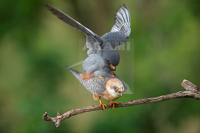 copulating red-footed falcons (Falco vespertinus) perching on a branch, found in Hortobagy National Park stock-image by Agami/Mathias Putze,