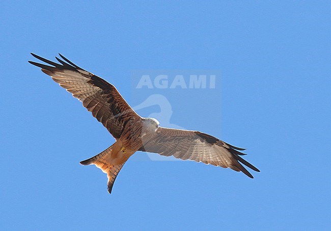 Red Kite (Milvus milvus), adult bird in flight against blue sky stock-image by Agami/Kari Eischer,
