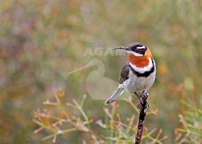 Roesthalshoningvogel, Western Spinebill stock-image by Agami/Pete Morris,