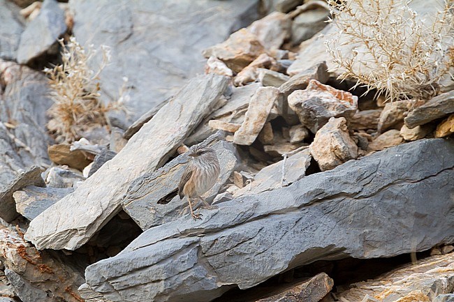 Streaked Scrub-warbler - Wüstenprinie - Scotocerca inquieta ssp. inquieta, Oman stock-image by Agami/Ralph Martin,