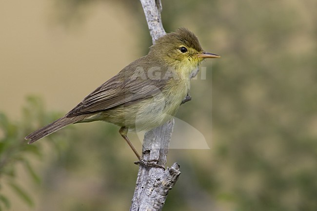 Melodious Warbler perched on a branch; Orpheusspotvogel zittend op een tak stock-image by Agami/Daniele Occhiato,