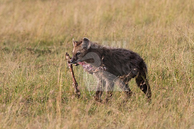 A spotted hyena, Crocuta crocuta, carryng a bone, Masai Mara National Reserve, Kenya. Kenya. stock-image by Agami/Sergio Pitamitz,