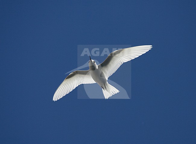 Witte Stern in de vlucht; Common White Tern in flight stock-image by Agami/Marc Guyt,