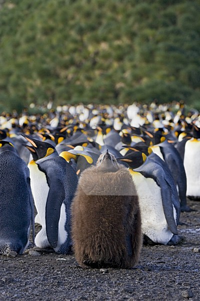 King Penguin immature standing in colony; KoningspinguÃ¯n onvolwassen staand in de kolonie stock-image by Agami/Marc Guyt,