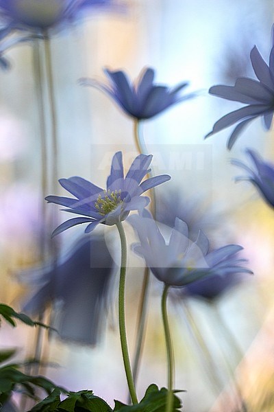 Blue Anemone flowers stock-image by Agami/Wil Leurs,