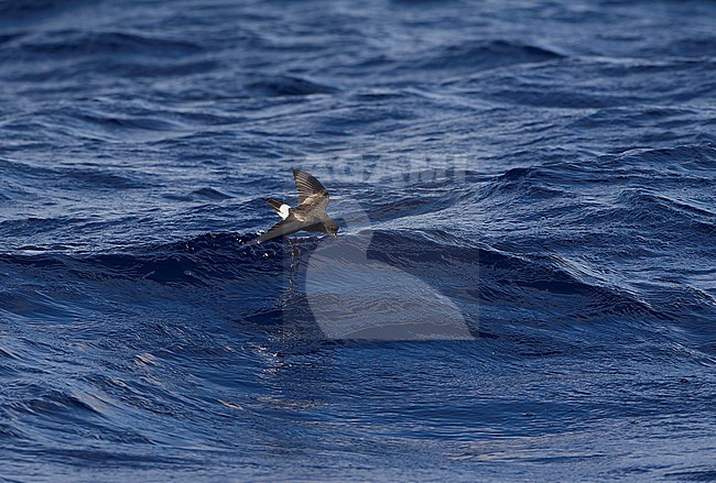 Wilson's Storm-petrel (Oceanites oceanicus) feeding at the water surface at Banco de la Concepcion, off Lanzarote Island. stock-image by Agami/David Monticelli,