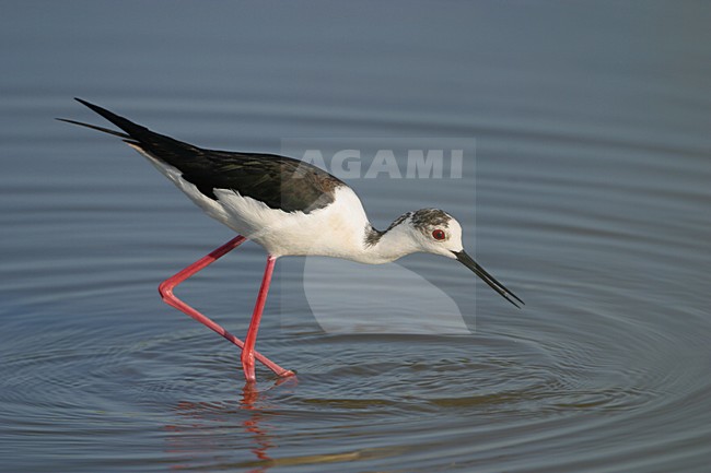 Steltkluut  foeragerend; Black-winged Stilt feeding stock-image by Agami/Bill Baston,