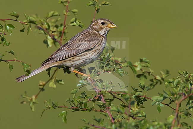 Grauwe Gors in struik; Corn Bunting on a branch stock-image by Agami/Daniele Occhiato,