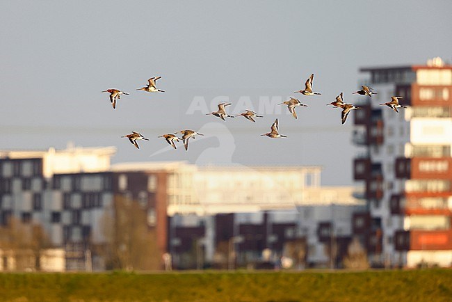 Black-tailed Godwit in the city stock-image by Agami/Chris van Rijswijk,