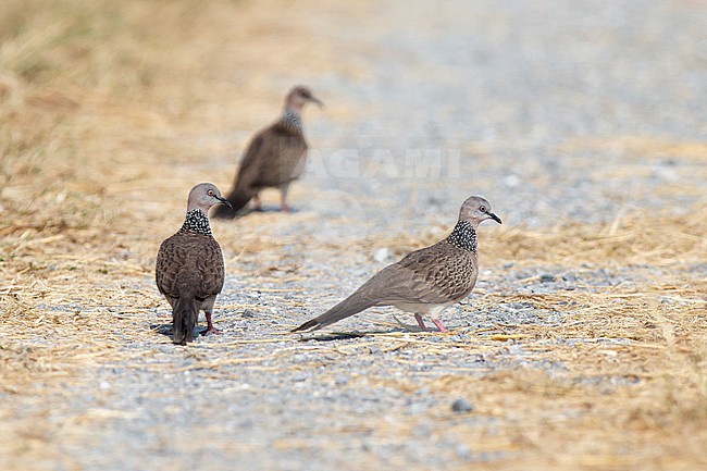 A group of adult spotted dove (Spilopelia chinensis) perching on the ground, found in Pak Thale in Thailand stock-image by Agami/Mathias Putze,