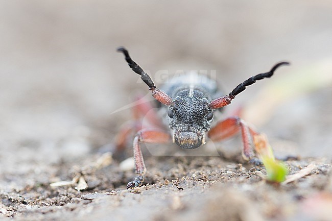 Dorcadion pedestre - Rotbeiniger Erdbock, Romania, imago stock-image by Agami/Ralph Martin,