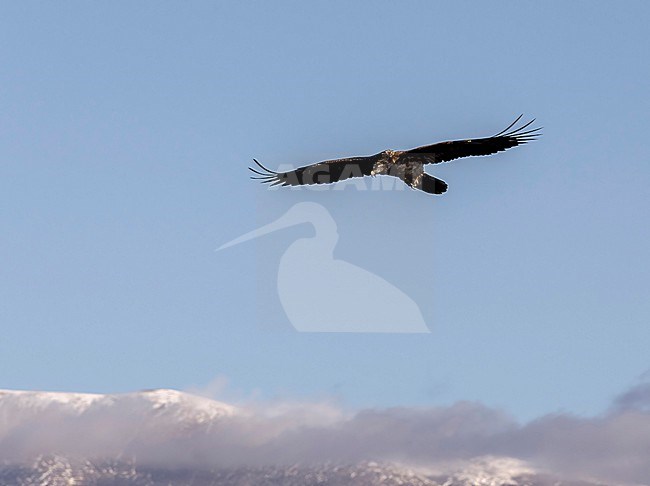 Immature Lammergeier (Gypaetus barbatus) in flight in the Spanish Pyrenees. Also known as Bearded Vulture stock-image by Agami/Roy de Haas,