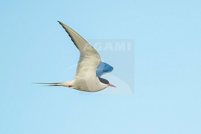 Adult breeding
Seward Peninsula, AK
June 2018 stock-image by Agami/Brian E Small,