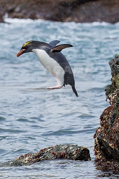 Macaroni Penguin (Eudyptes chrysolophus) perched on a rocky beach on South Georgia Island. stock-image by Agami/Glenn Bartley,